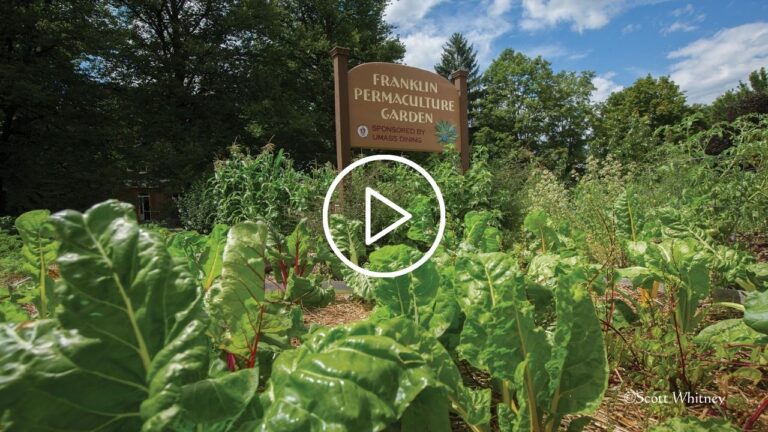 Mainstreaming Permaculture In Universities
