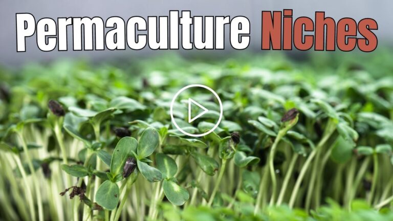 Creating Permaculture Niches For Your Livelihood
