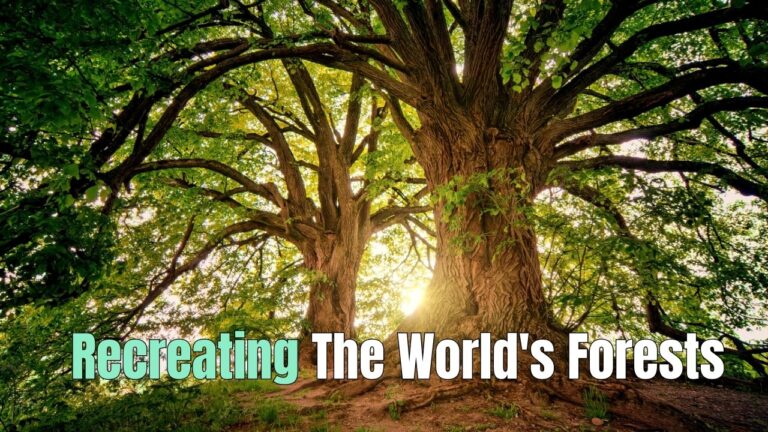 First Steps To Recreating the World’s Forests