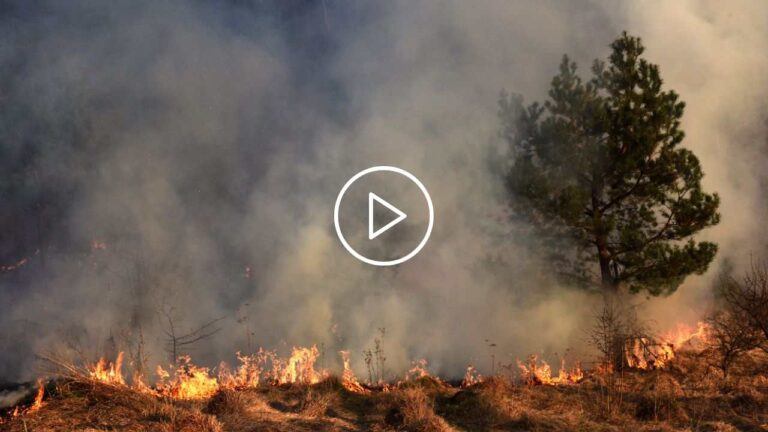 Restoring Forests With Fire