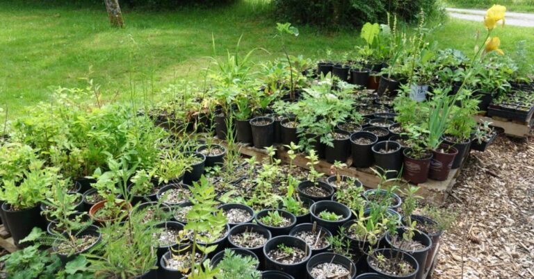 Permaculture Nursery Builder Course